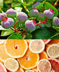 BILLBERRY, ORANGE AND LEMON SUGAR