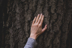 WILD WILLOW BARK