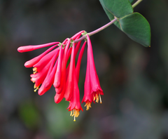 HONEYSUCKLE