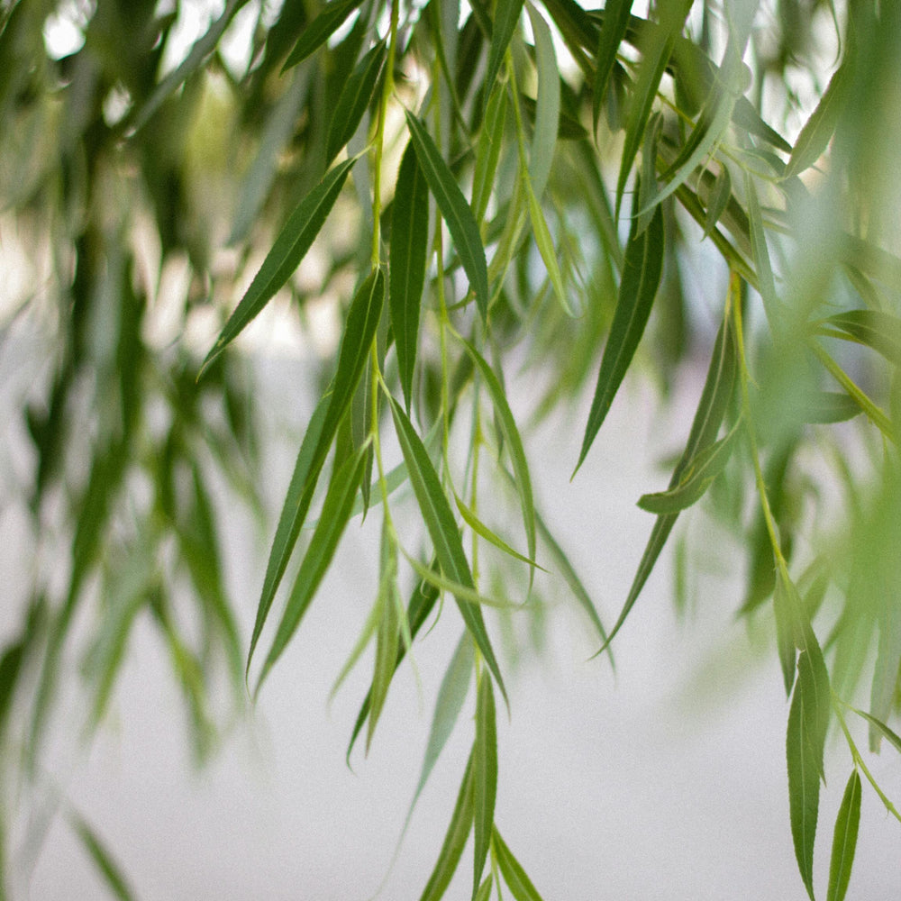 Willow Bark: Nature’s OG Skin Soother +  Acne Fighter