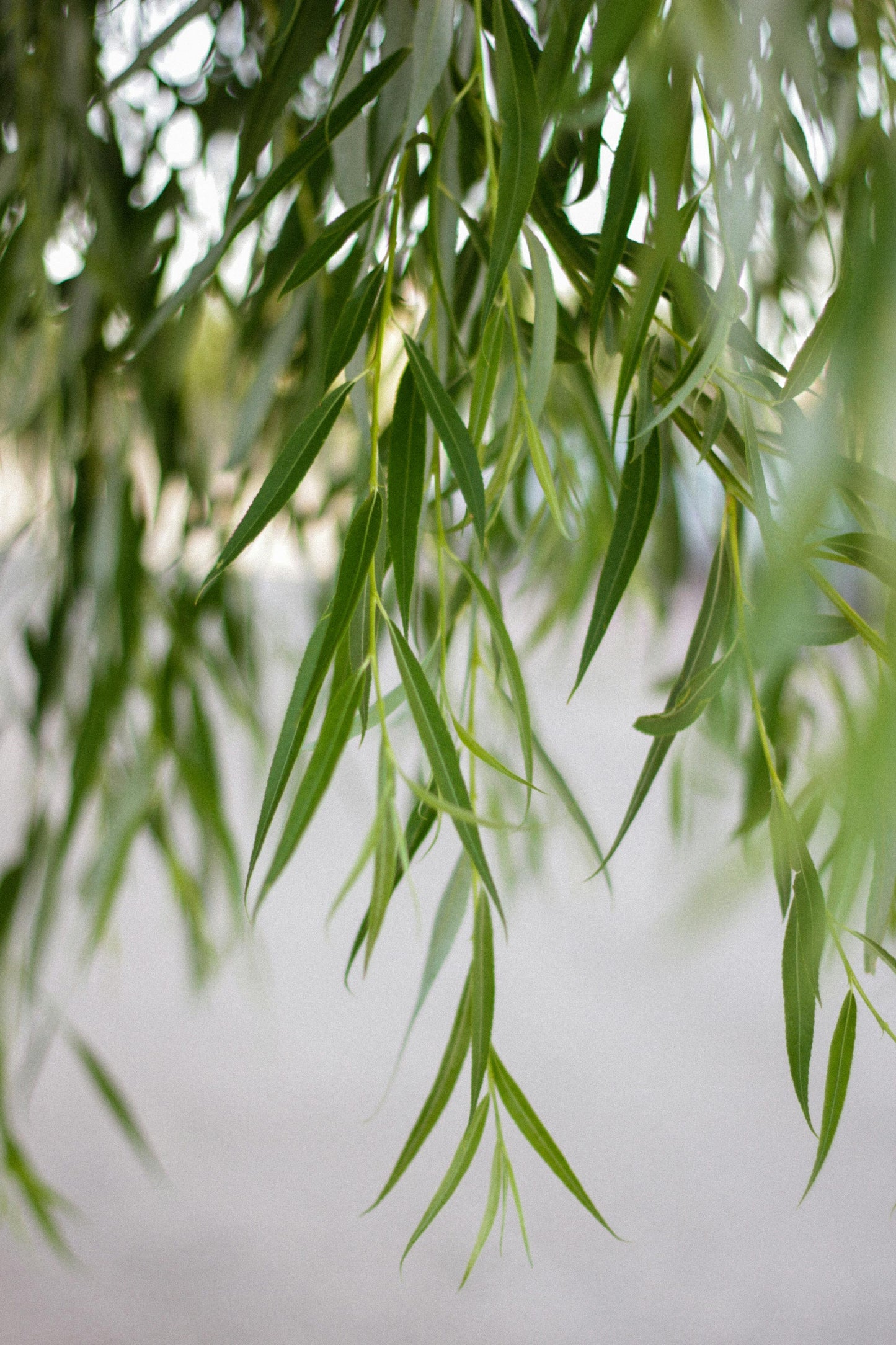 Willow Bark: Nature’s OG Skin Soother +  Acne Fighter