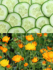 CUCUMBER, CALENDULA AND BEET